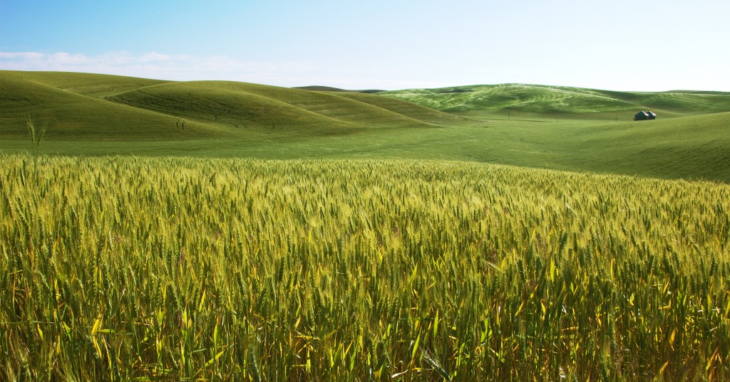 Barley Field (Wiki)